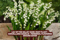 Lily of the Valley Bare-Root Plant - Perennial Ground Cover - Fragrant White Flowers - Convallaria Majalis