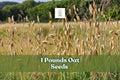 1 Pound Oat Seeds | Avena sativa | Non-GMO Grain for Planting, Cover Crops, and Animal Feed