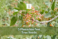 5 Pistachio Nut Tree Seeds | Pistacia vera | Non-GMO, Hardy, Drought-Tolerant Seeds for Warm Climates | Perfect for Orchards