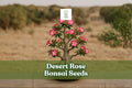 10 Desert Rose Bonsai Seeds | Adenium Obesum Multicolor Flowers | Succulent Flowering Plant for Indoor & Outdoor