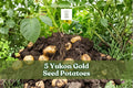 Yukon Gold Seed Potatoes – 5 Non-GMO Starter Tubers for Home Gardening, Roasting, Mashing, and Baking