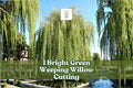 Bright Green Weeping Willow Cutting | Live Rooted Salix babylonica Tree Start | Fast-Growing Shade Tree for Gardens and Ponds
