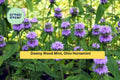 Blephilia Ciliata Seeds (300) | Downy Wood Mint Native Perennial for Pollinator Gardens, Drought-Tolerant Wildflower Seed