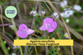Agalinis Tenuifolia Seeds 250 | Slender False Foxglove Native Annual for Pollinator Gardens