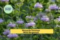 Monarda Fistulosa Seeds (100) | Wild Bergamot Native Perennial | Pollinator-Friendly Lavender Pink Flowers