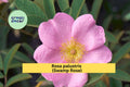 Rosa palustris Swamp Rose Seeds – Native Wetland Shrub with Fragrant Pink Flowers, Pollinator & Wildlife-Friendly Perennial, 30 Seeds