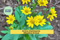 Arnica Chamissonis Seeds – Meadow Arnica Perennial, Yellow Wildflower for Pollinator Gardens, Native Herbaceous Plant, 100 Seeds