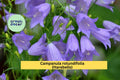 Campanula rotundifolia Seeds (100) | Harebells | Native Perennial with Blue Bell-Shaped Flowers for Meadows & Rock Gardens