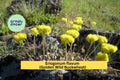 Eriogonum Flavum Seeds – Golden Wild Buckwheat Native Perennial for Rocky Soils, Drought-Tolerant Pollinator Plant, 50 Seeds