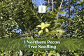 Northern Pecan Tree Seedling | 1 Live Carya illinoinensis | Hardy Nut Tree for Shade & Nut Production