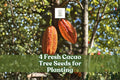 Cacao Tree Seeds - 4 Fresh Wet Seeds for Planting, Rare Tropical Fruit, Theobroma cacao