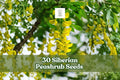 30 Siberian Peashrub Seeds | Caragana arborescens | Hardy Flowering Shrub with Yellow Blooms for Garden, Hedge, Landscape