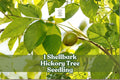 Live Shellbark Hickory Tree Seedling - Carya laciniosa - Native Hardwood for Landscaping & Restoration Projects