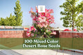 Desert Rose Seeds 100 Count | Mixed Color Adenium Obesum | Exotic Flowering Succulent for Gardening and Containers