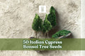 Italian Cypress Bonsai Seeds | 50 Seeds | Cupressus sempervirens | Elegant Evergreen for Bonsai Training & Container Growing