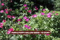 Winding Mariposa Lily Seeds Calochortus flexuosus 30 Pack Wildflower Native Plant for Garden, Pollinator Attracting