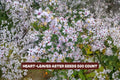 Calico Aster Seeds 100 Pack - Bicolor Wildflower Garden Plant - Symphyotrichum lateriflorum