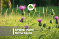 100 Swamp Thistle Seeds - Native Wildflower, Purple Blooms, Pollinator Attractant, Cirsium muticum, Wet Soil Tolerant