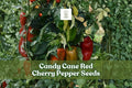 Candy Cane Red Cherry Pepper Seeds – Striped Sweet Capsicum annuum for Garden, Container, Patio Growing