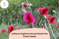 50+ Lathyrus tingitanus Seeds | Tangier Pea Climbing Plant with Burgundy Flowers | Annual Sweet Pea for Garden Trellises