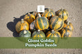 Giant Goblin Pumpkin Seeds – Large Decorative Vining Pumpkin for Fall Gardens, Cucurbita maxima, 10 Seeds