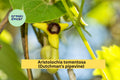 Aristolochia tomentosa Seeds – Dutchman’s Pipevine Climbing Vine for Pollinators & Butterfly Host Plant, 10 Seeds