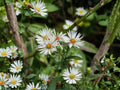 Symphyotrichum pilosus Heath Aster Seeds – Native Perennial Wildflower for Pollinator Gardens, Drought Tolerant, Fall Bloom