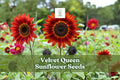 50 Velvet Queen Sunflower Seeds – Deep Red Helianthus annuus, Easy Grow Annual for Garden Beds & Borders