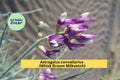 Astragalus convallarius Seeds – 15 Native Drought-Tolerant Perennial Legume for Dry Slopes & Meadows