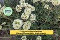 Eriogonum heracleoides Seeds (50) | Parsnipflower Buckwheat | Drought-Tolerant Native Perennial for Xeriscape & Pollinators