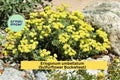 Eriogonum umbellatum Seeds – Sulfurflower Buckwheat, Drought-Tolerant Native Perennial Wildflower, Yellow Flowers, 100 Seeds