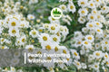 Pearly Everlasting Wildflower Seeds – 40 Anaphalis margaritacea Native Perennial for Dried Arrangements & Pollinator Gardens