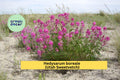 Hedysarum boreale Seeds – Utah Sweetvetch Native Perennial Legume for Pollinator Gardens & Erosion Control, 25 Seeds