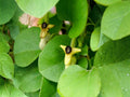 Dutchman’s Pipevine Seeds | Native Perennial Vine | Aristolochia tomentosa | Butterfly Host Plant for Pipevine Swallowtail