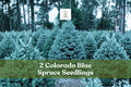 2 Colorado Blue Spruce Seedlings | Picea pungens | Live Evergreen Trees for Planting | Cold-Hardy Conifer