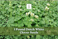 Dutch White Clover Seeds 1 lb | Trifolium repens | Perennial Groundcover for Lawns & Gardens | Low-Growing Green Cover