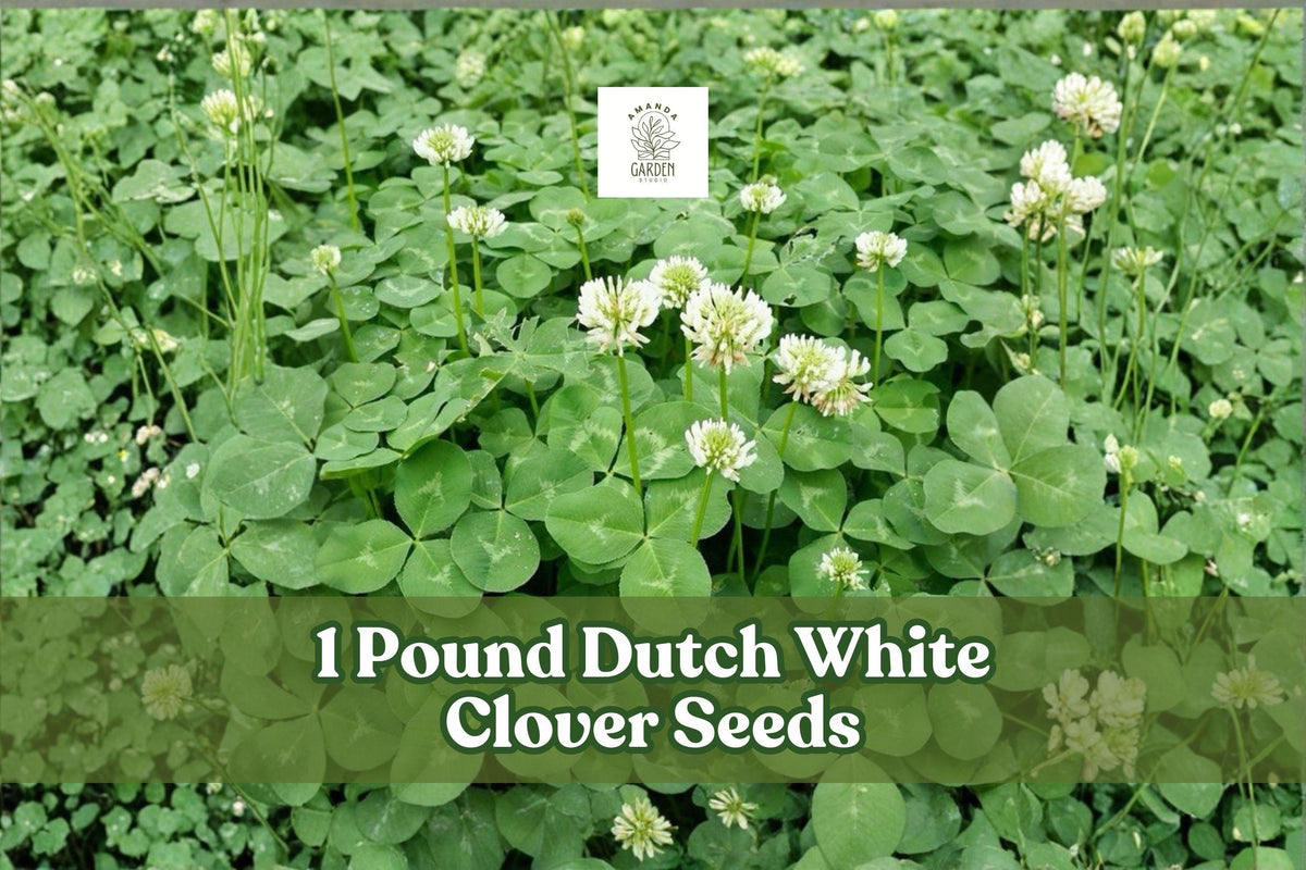 Dutch White Clover Seeds 1lb | Trifolium repens Groundcover for Lawns & Gardens