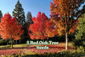 Red Oak Tree Seeds – Quercus rubra for Landscape & Bonsai, 5 Pack, Deciduous Hardwood, Fall Color, Garden Planting