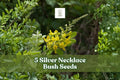 Silver Necklace Bush Seeds - 5 Pack | Sophora tomentosa | Tropical Ornamental Shrub with Silvery Foliage & Yellow Flowers
