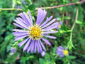 Swamp Aster Seeds, Symphyotrichum puniceum, Native Wildflower Seeds for Wet Areas, Rain Gardens & Pollinator Gardens