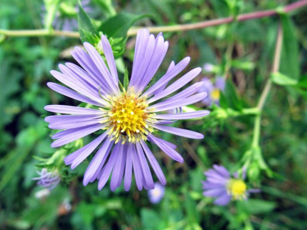 Swamp Aster Seeds, Symphyotrichum puniceum, Native Wildflower Seeds for Wet Areas, Rain Gardens & Pollinator Gardens