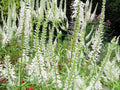 Culver’s Root Seeds (Veronicastrum virginicum) – 2500 Native Wildflower Seeds for Pollinator Gardens & Wetlands