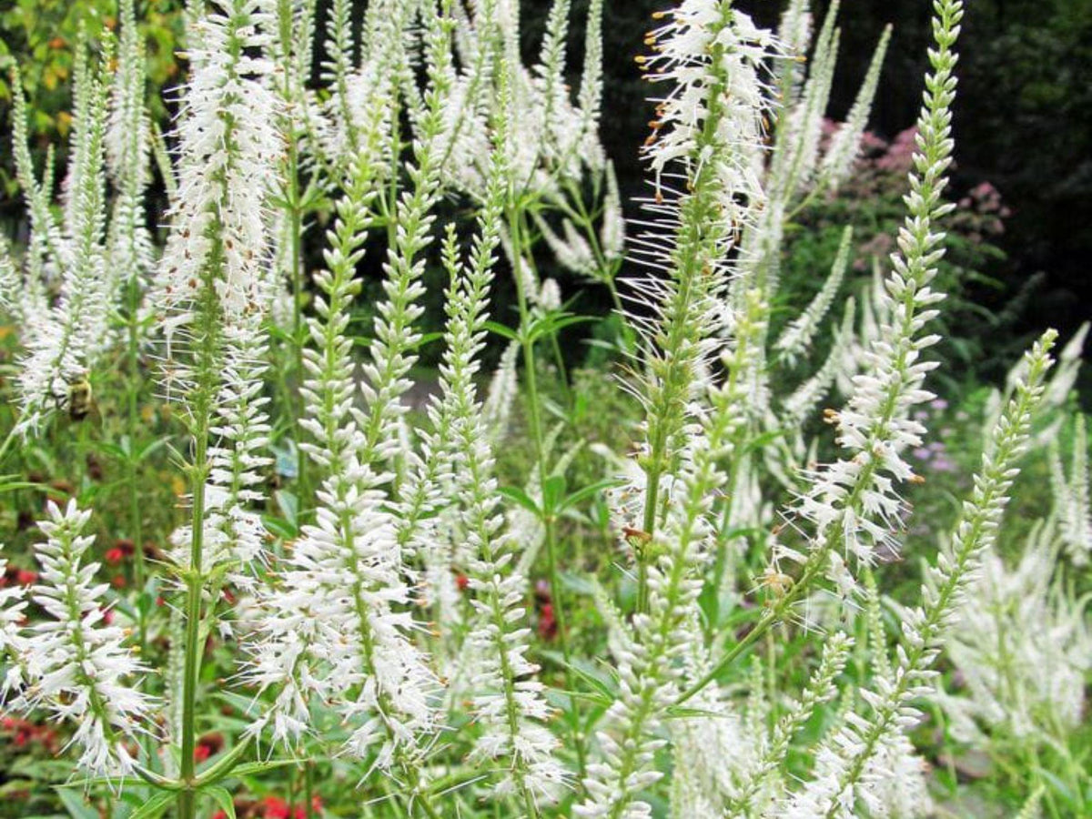 Culver’s Root Seeds (Veronicastrum virginicum) – 2500 Native Wildflower Seeds for Pollinator Gardens & Wetlands