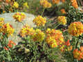 Eriogonum umbellatum Sulfurflower Seeds | Native Perennial Drought Tolerant Pollinator Plant