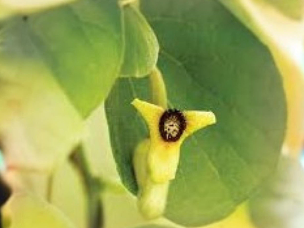 10 Seeds Aristolochia tomentosa Dutchman's Pipevine - Native Butterfly Host Plant Vine