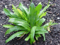 Culantro Ngo Gai Herb Seeds | Eryngium foetidum | Tropical Culinary Herb for Vietnamese, Caribbean & Asian Cooking