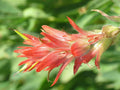 Giant Red Paintbrush Seeds | Castilleja miniata | Native Wildflower for Pollinators & Mountain Gardens