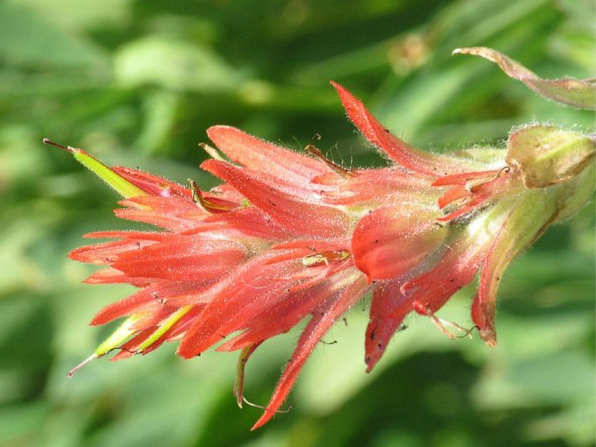 Giant Red Paintbrush Seeds | Castilleja miniata | Native Wildflower for Pollinators & Mountain Gardens