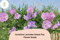 Sunshine Lavender Sweet Pea Seeds | Climbing Vine, Lavender Flowers, Lathyrus odoratus, Garden Planting, Cut-Flower, Trellis Plant