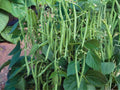 Provider Green Bush Bean Seeds – Heirloom, Cold Tolerant, Early Harvest, Green Pods, 25 Seeds